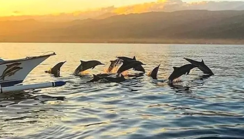 BALI DOLPHIN FULL DAY TOUR